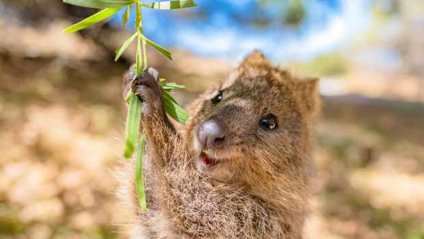 Quokka