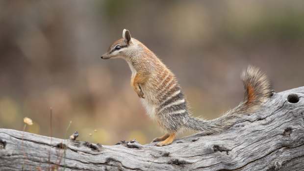 Numbat