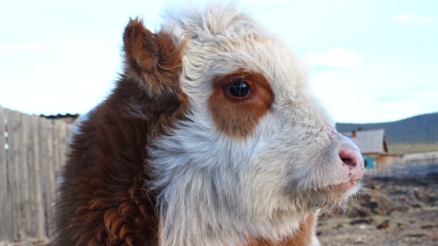 Rescued mini cow is living in paradise with her best friends – dogs!