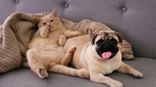 Pug and cat on the couch together