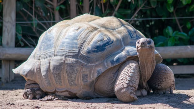 Tortoise Throwing a Tantrum Over His Basketball Is Just Like a Real ...