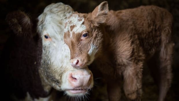 Mini cows produce big rewards for Reading rancher, Gaz