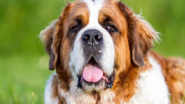 St. Bernard Dog lying in the grass.