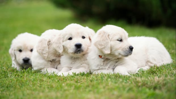 https://paradepets.com/.image/ar_16:9%2Cc_fill%2Ccs_srgb%2Cfl_progressive%2Cg_faces:center%2Cq_auto:good%2Cw_620/MjAzMzk0MTc3NzEzNTc5NTAx/golden-retriever-puppies.jpg