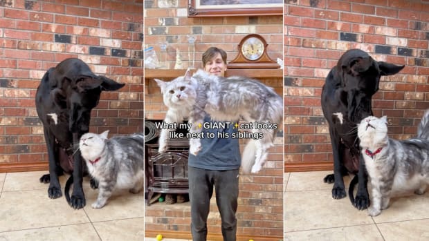 Maine Coon Cat's First Time in the Snow Doesn't Quite Go As Planned