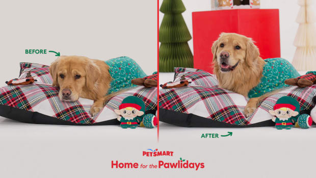 is-petco-open-on-new-year-s-day-2025-holiday-hours-parade-pets