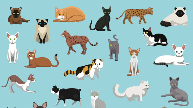 Cat Breeds Dominating the 'Most Popular' List All Have One Thing in ...