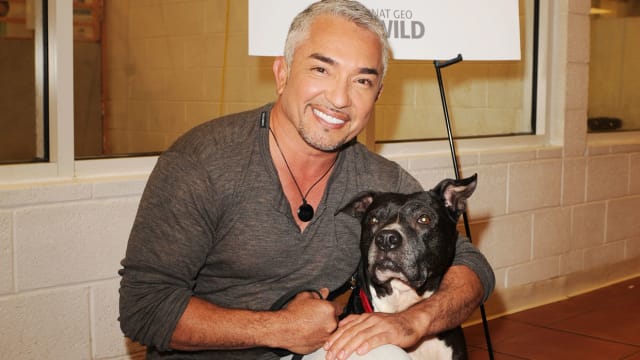 Cesar Millan Gives Update on New Season of 'Better Human, Better Dog ...