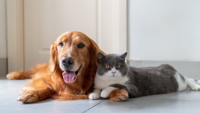 Veterinary Staff's Parody Acting Like Dogs and Cats Has People Cracking ...