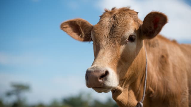 Rescue Cow's 'First Steps' at Sanctuary Are Really Just Big Zoomies ...