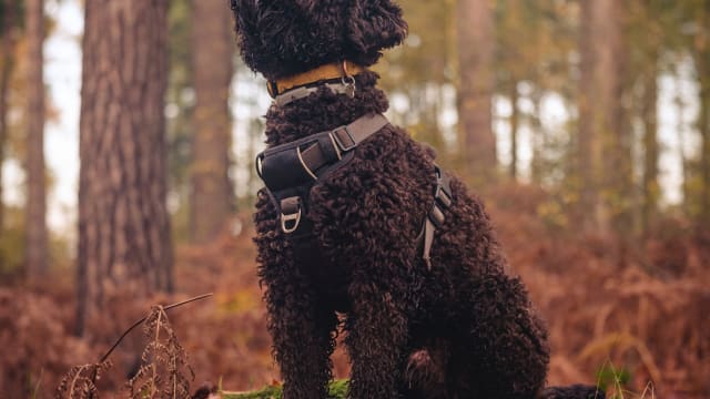 Why Your Dog Needs a Frozen Kong · The Wildest