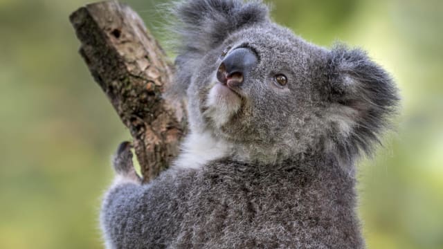 Woman Serves As Surrogate Mom To Koala Joey And Everyone Wants The