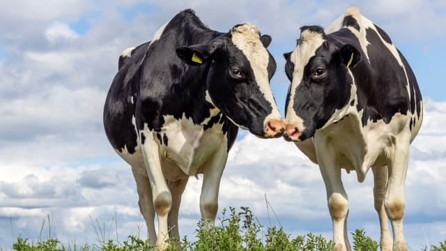 Rescued mini cow is living in paradise with her best friends – dogs!