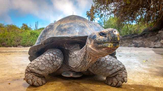 150-year-old Tortoise Enjoying Head Scratches Has The Perfect Chill 