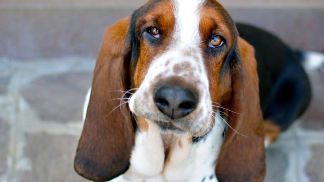 Basset Hound's Enchantment Watching 'The Fox and the Hound' Is True ...