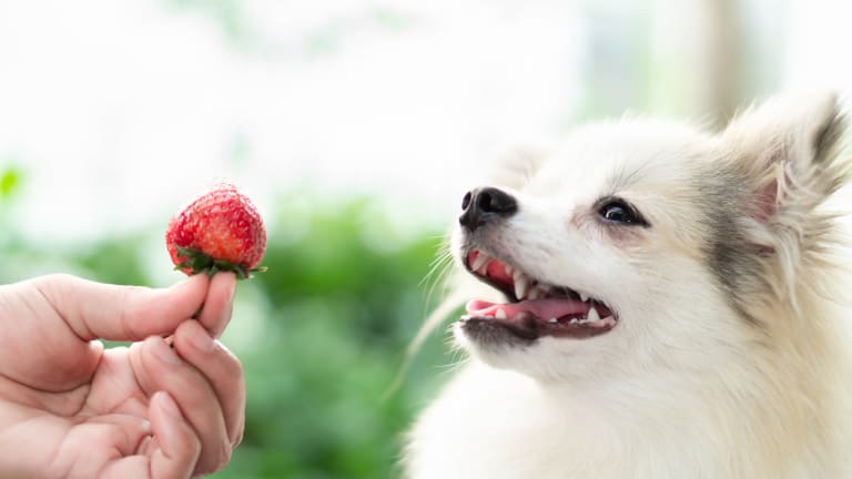 can-dogs-eat-strawberries-all-you-need-to-know-parade-pets