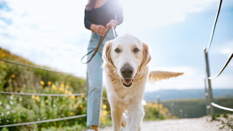 11 Healthiest Dog Breeds, According To Veterinarians - Parade Pets