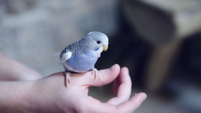 The same video of a parakeet dancing with different songs