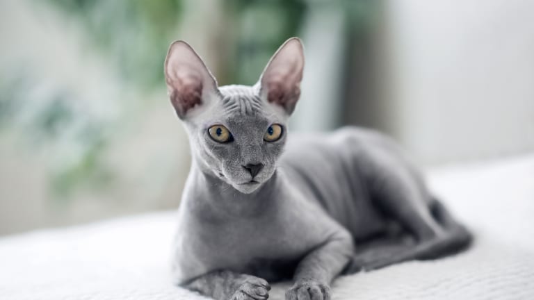 11 Hairless Cat Breeds, How They’re Different (With Photos) - Parade Pets