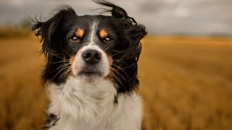 The 15 Best Dog Breeds for Living on a Farm, According to a Veterinarian