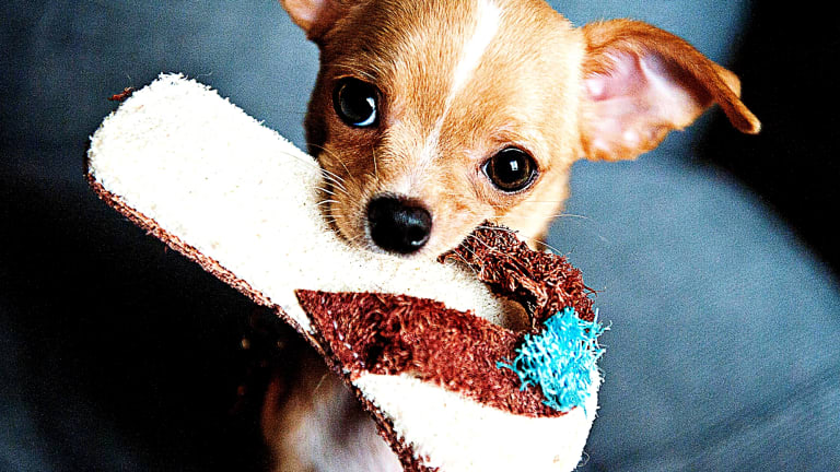 215-spanish-dog-names-with-meanings-parade-pets