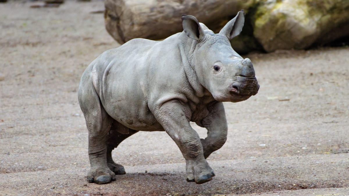 Baby Rhino Rescue - Dark Roast