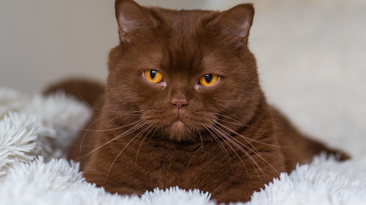 Names for Brown or Tan Cats | PetPlace.com