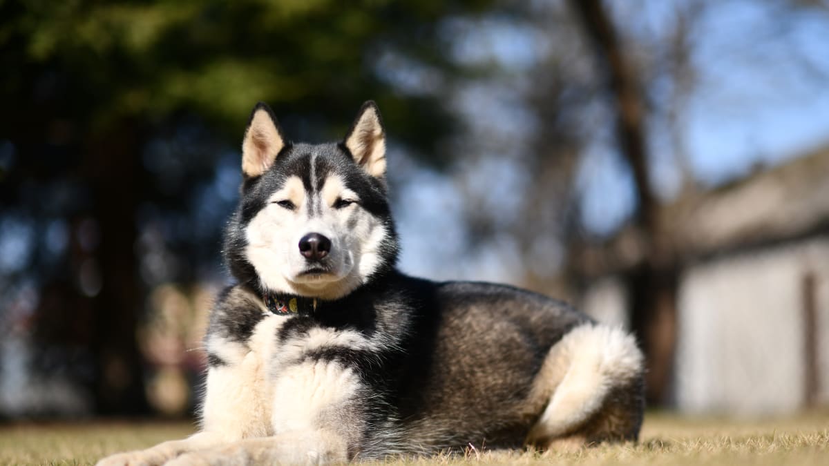 Dog Mom Shares All the Funny Ways She Annoyed Her Husky - Parade Pets