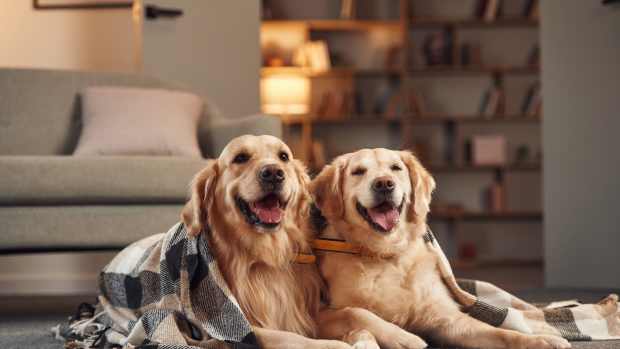 Golden Retriever's Excited Snuggles Over 'Girlfriend' Coming Home Are ...