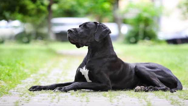 Great Dane's Loving Patience with Chihuahua Mix Puppy Is Stealing ...