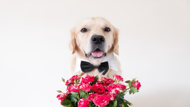 Golden Retriever Ring Bearer Runs Down Aisle With Glee And Steals The 