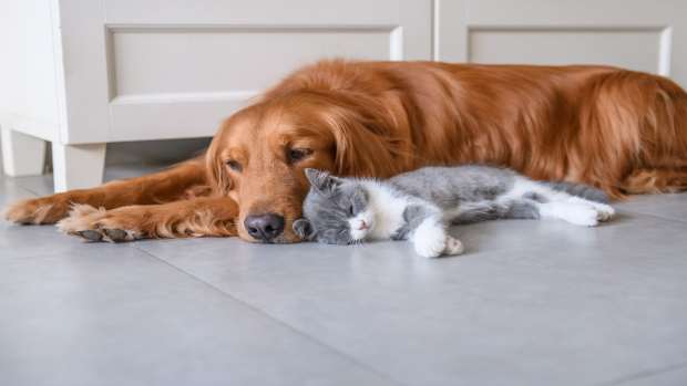 Golden Retriever Heroically Finds Abandoned Kitten in His Backyard ...