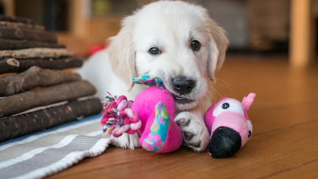 Golden Retriever Puppy Brings Stuffed Toy to the Window So They Can ...