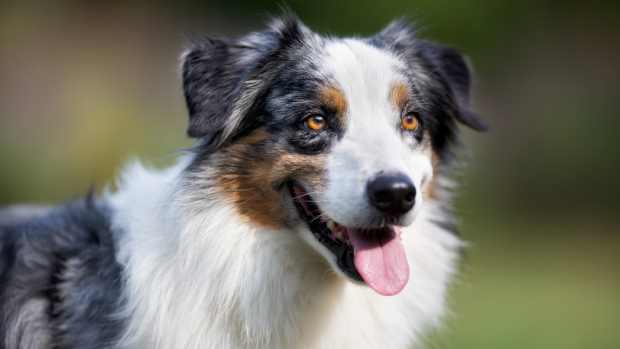 Australian Shepherd Sweetly 'Checks Up On' Senior Golden Retriever When ...