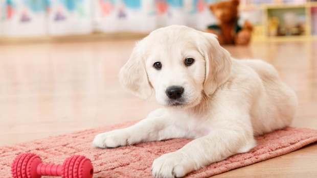 Golden Retriever Puppy Clings to 'Emotional Support Lamby' for Comfort ...