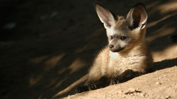 Cincinnati Zoo's Baby Bat-Eared Fox Learns to Do Tricks Like a Dog