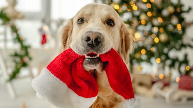 Little Dog's Precious JCPenney Holiday Photoshoot Will Convince