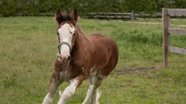 newborn clydesdale horses