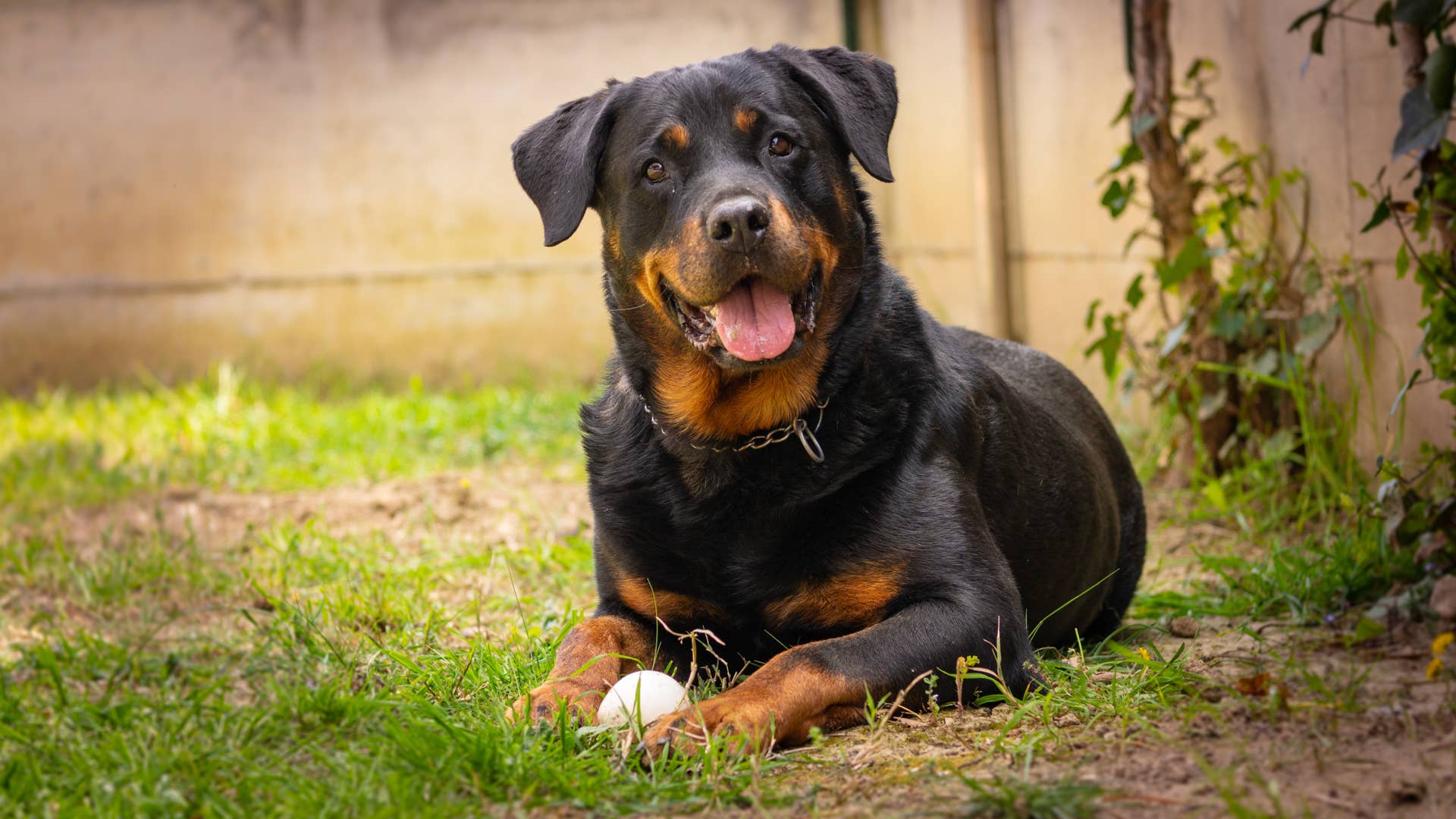 Dog From Texas Found in Colorado and the Story Is Straight Out of a Movie - Vimarsana News
