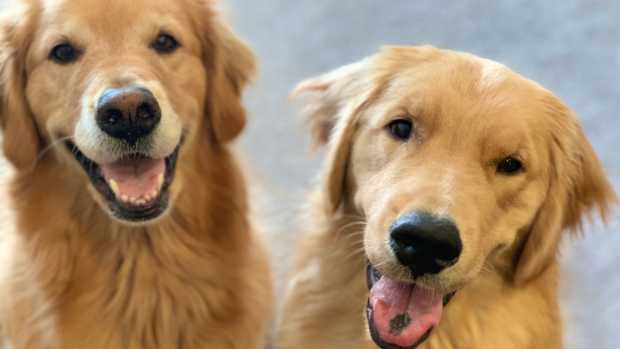 two happy Golden Retrievers