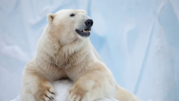 Polar Bear Named 'Snowflake' Enjoys Freshly-Falling Snow at the