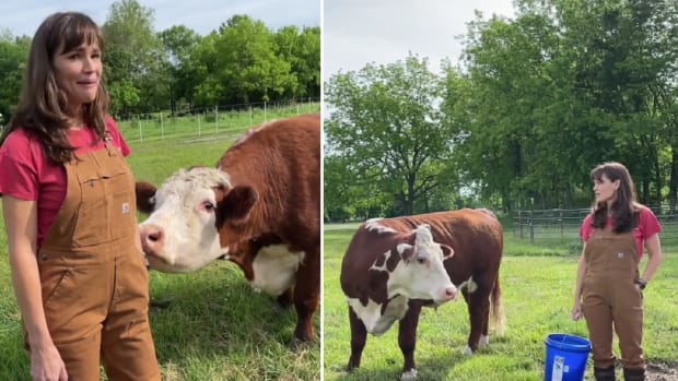 Daughter Goes Above and Beyond to Surprise Mom with Mini Cows for Christmas  - PetHelpful News