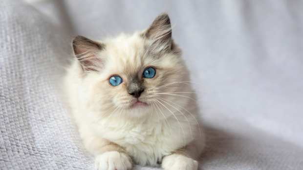 Ragdoll Kitten Can't Stop Chatting at the Vet in the Hopes of Getting ...