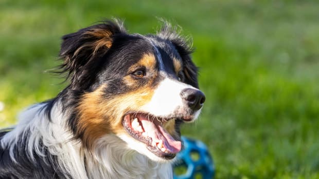 Border Collie's Incredible Tricks Have Viewers So Impressed - Parade Pets