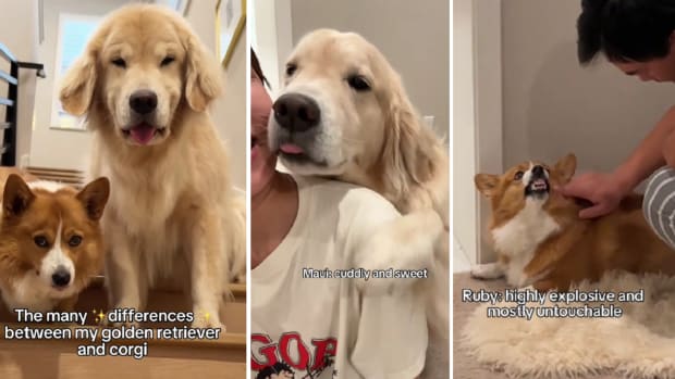 Internet Obsessed With Corgi x Golden Retriever Mix: 'Best of Both
