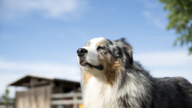 are australian shepherds good with goats