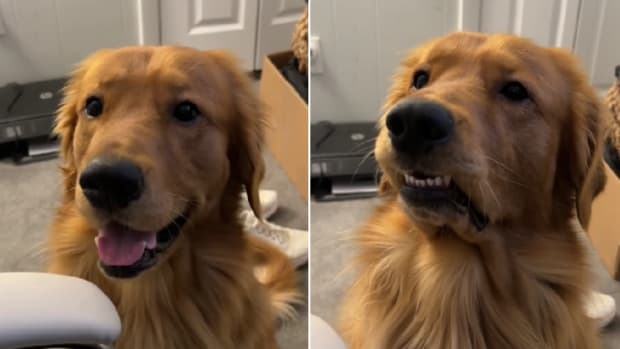 Golden Retriever Is in Full Drama-Mode From Having to Clean His Paws -  Parade Pets