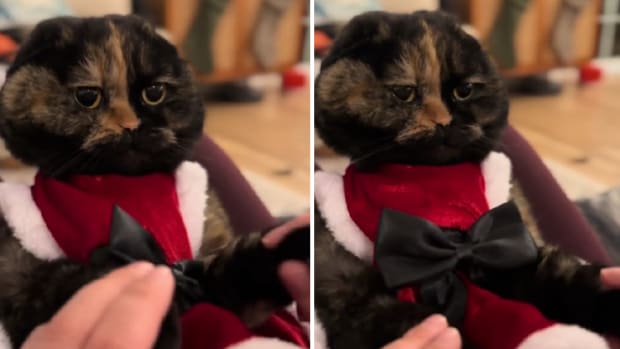 Cat Appears to Say 'Help Me' in Donald Duck-Like Voice and It's Wild -  Parade Pets