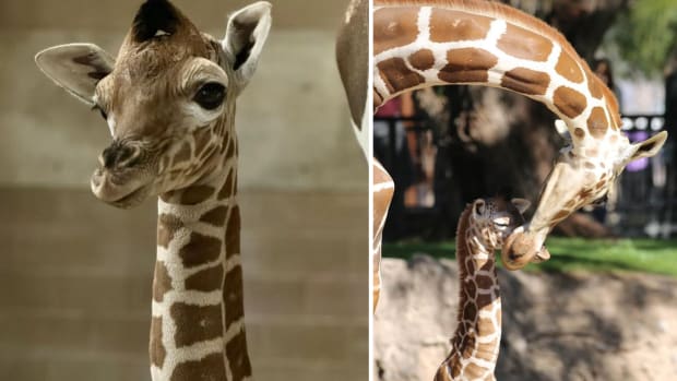 Giraffes Interrupt Golf Tournament in Kenya Without a Care in the World