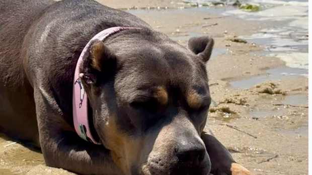 Rescue Shares Heartwarming Backstory On Dave Portnoy's Now Famous 'Miss ...